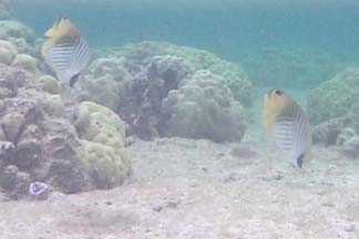 butterfly fish.JPG